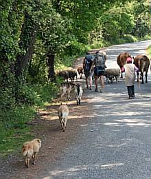 the camino - walking the way of st james.jpg